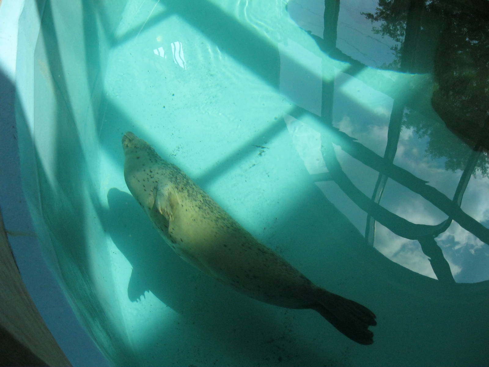 Harbor Seal Swimming