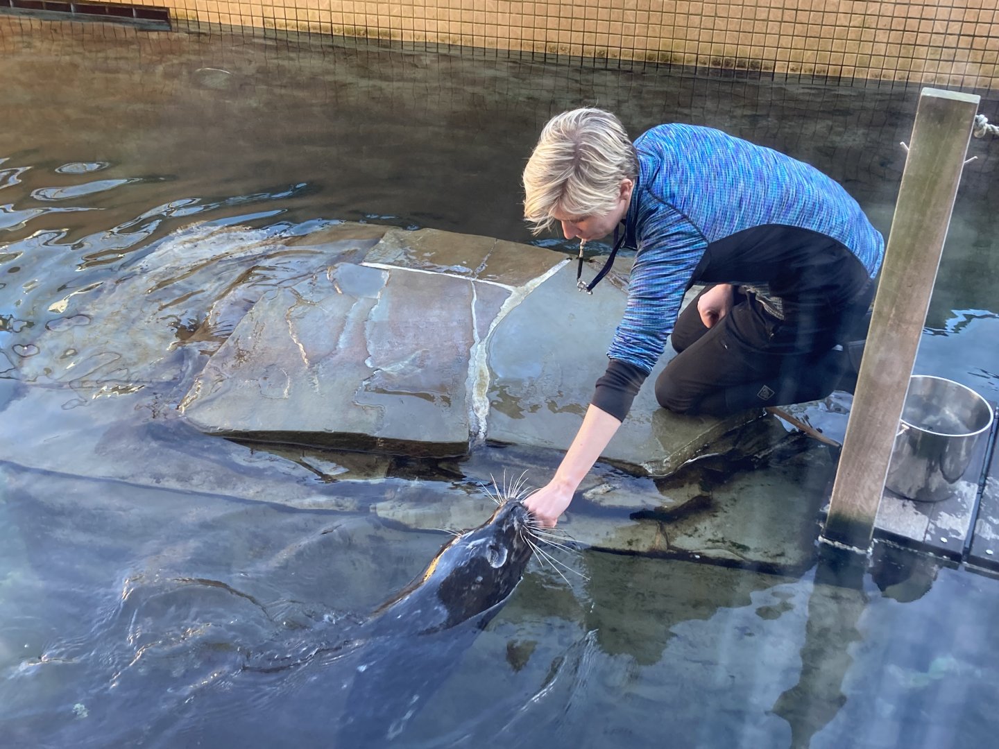 Harbor Seal Training