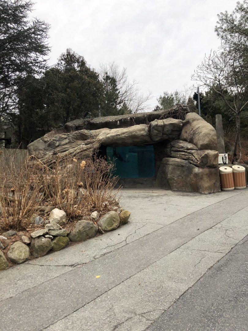 Harbor Seal Underwater Viewing - Feb, 2020