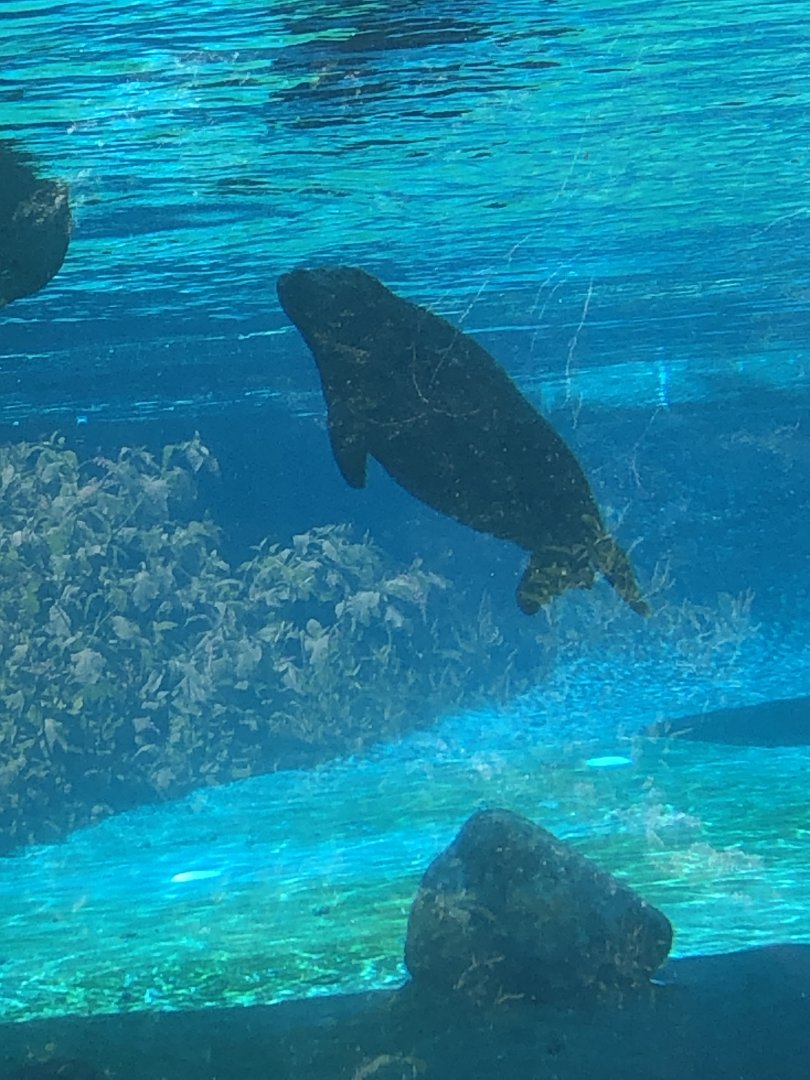 Harbor Seal Underwater Viewing - July, 2020