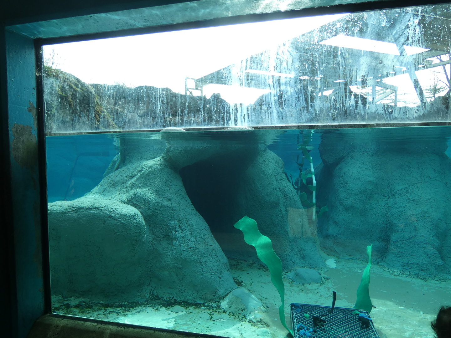 Harbor Seal underwater viewing