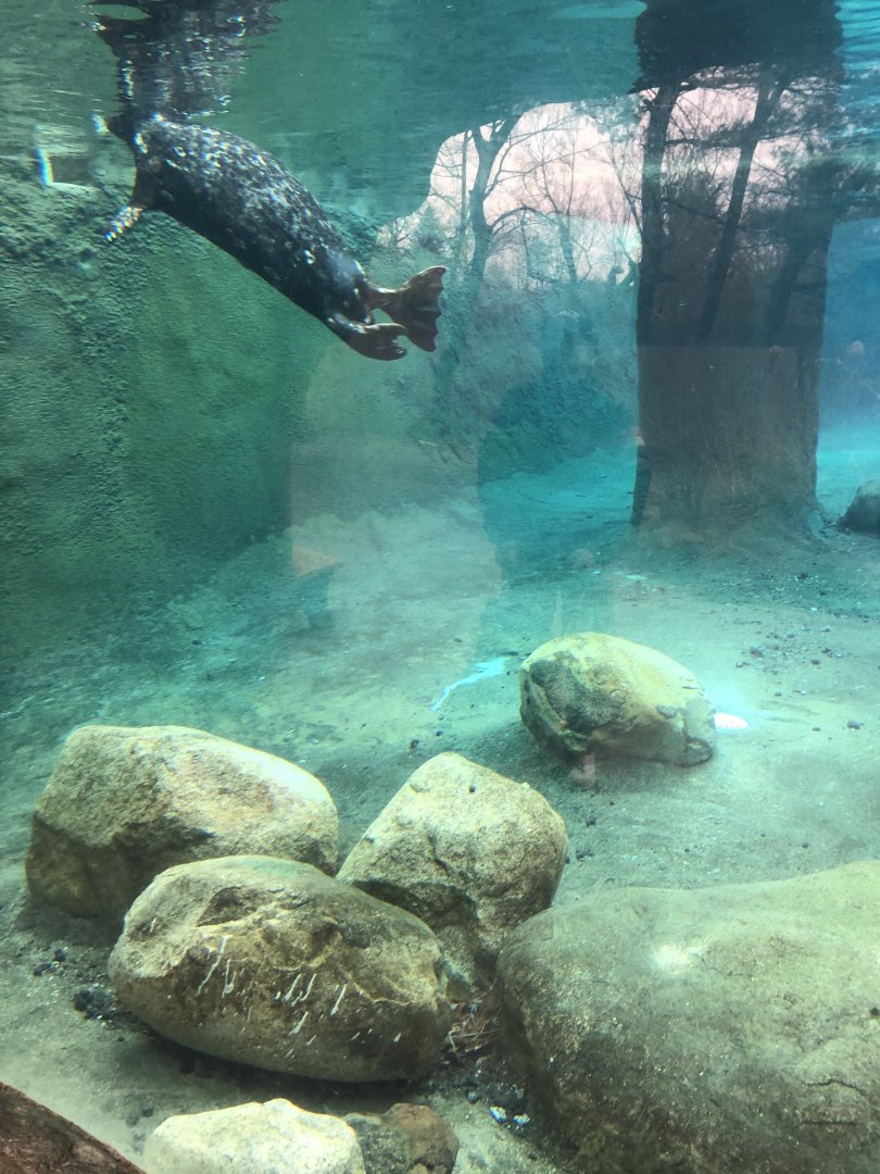 Harbor Seal (Underwater)