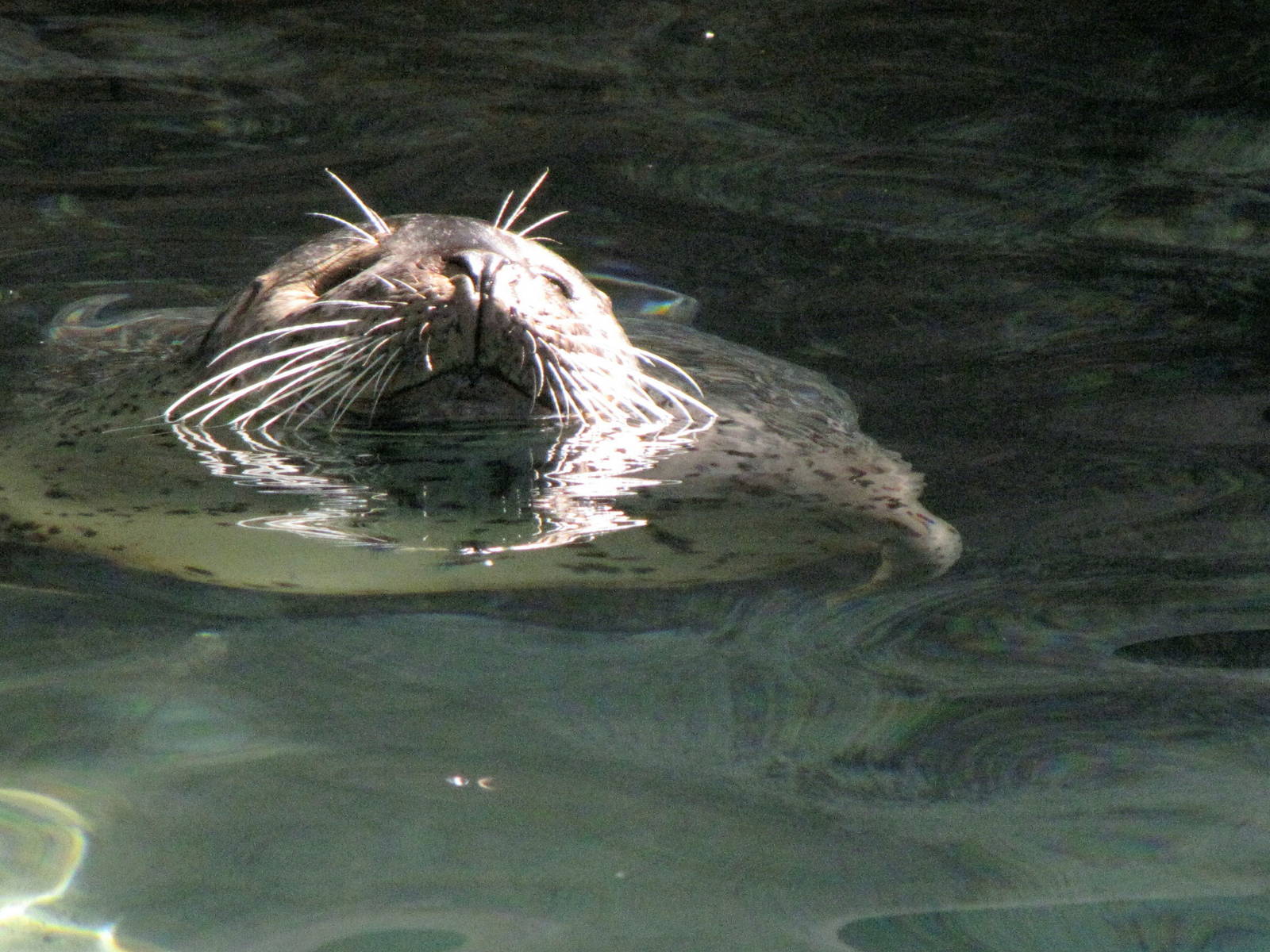 Harbor Seal