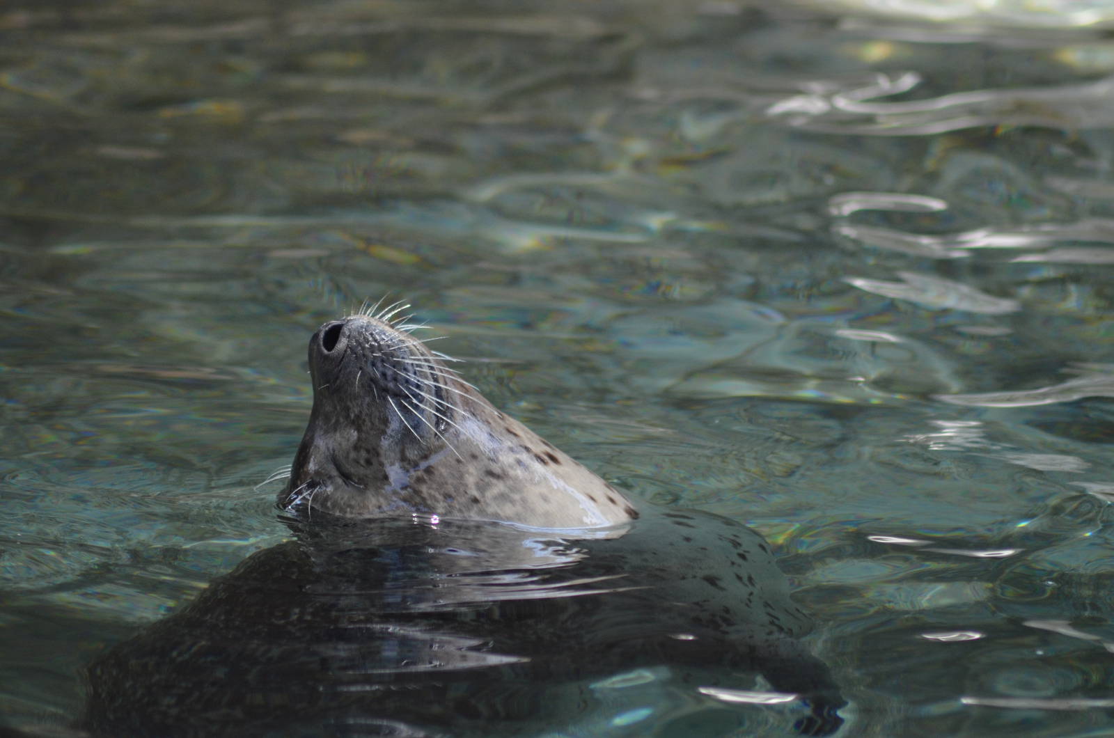 Harbor Seal
