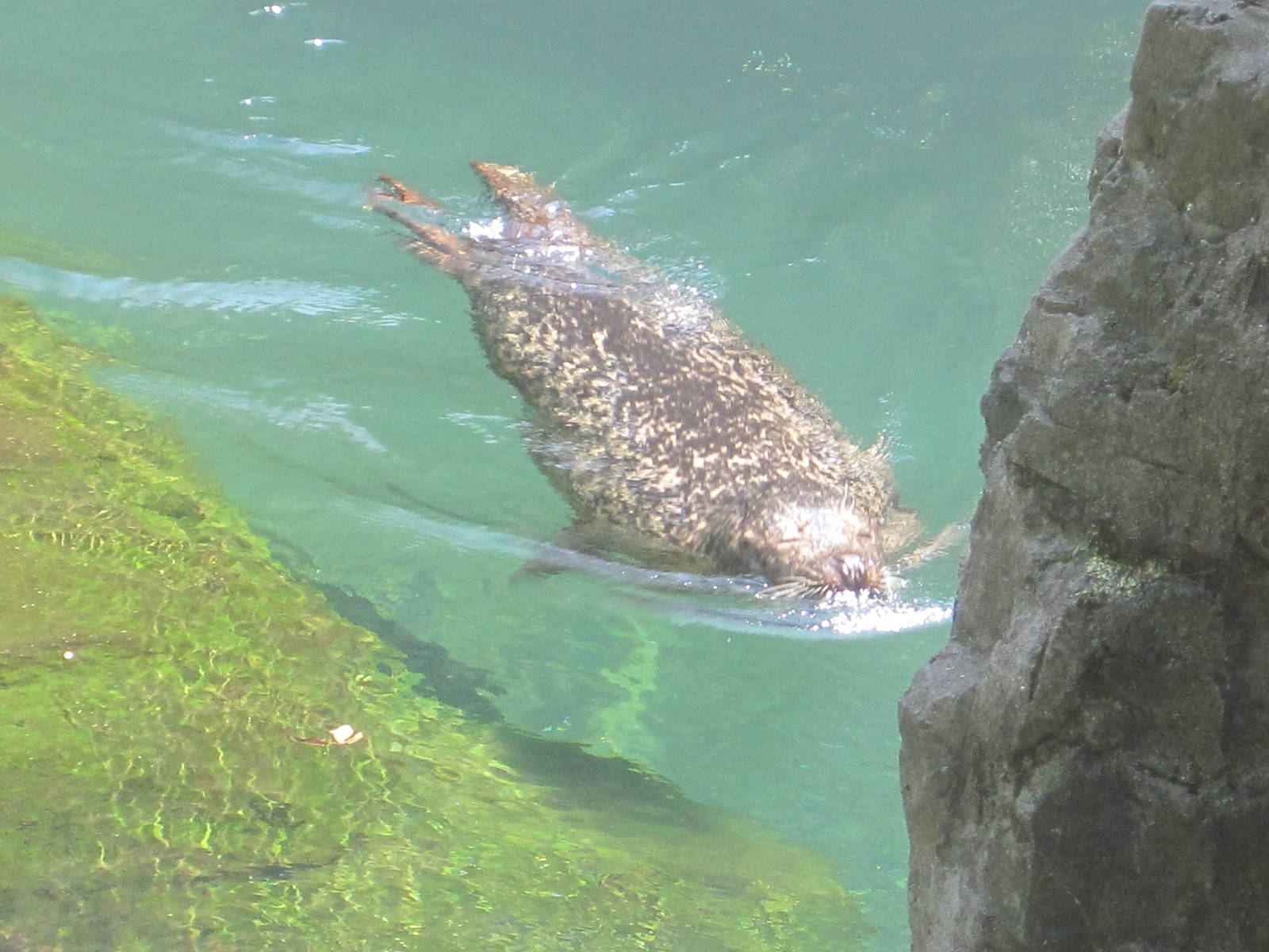 Harbor Seal