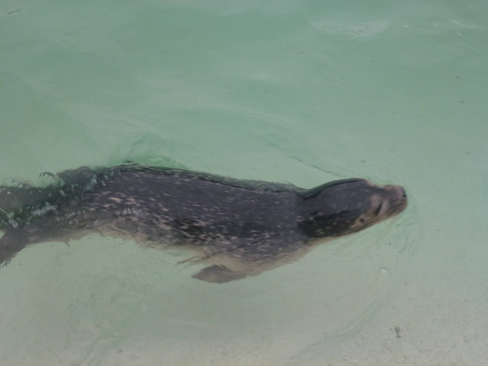 Harbor Seal