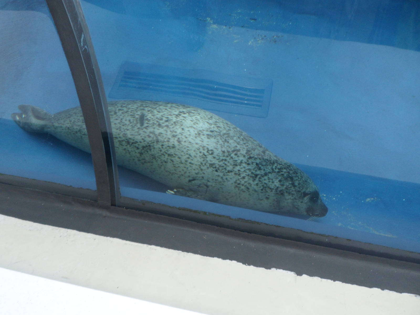 Harbor Seal
