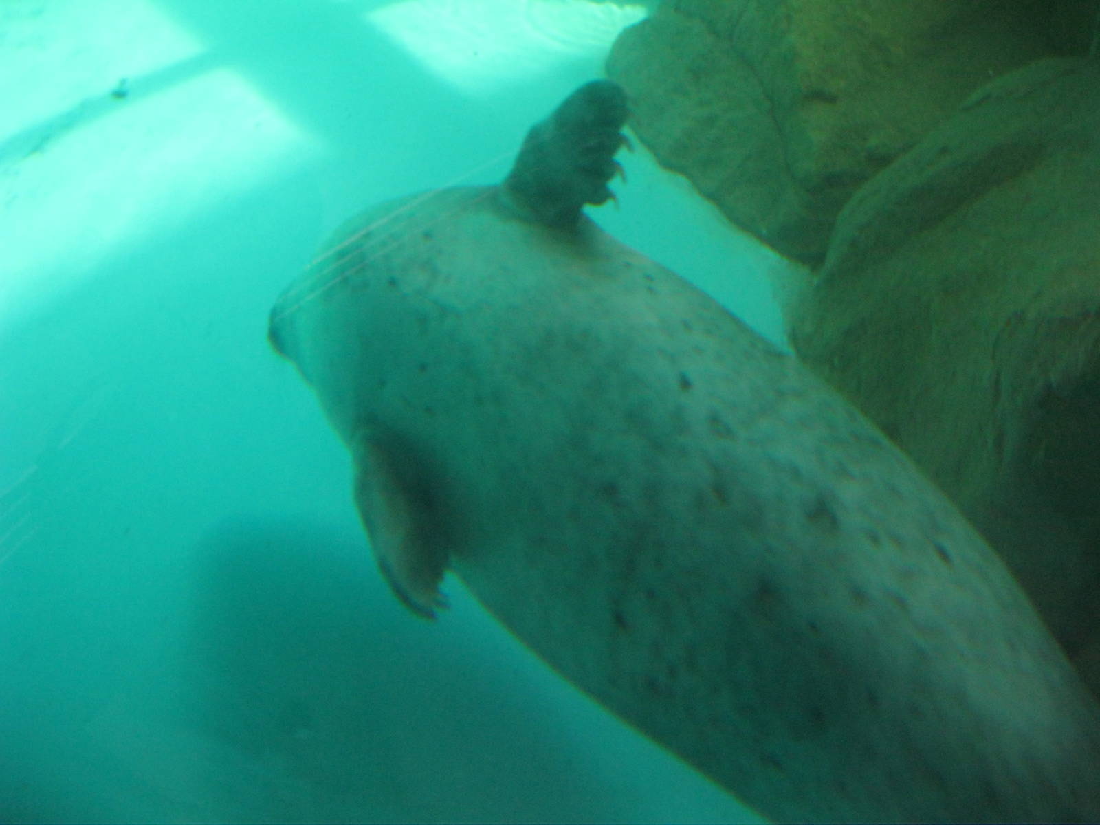 Harbor Seal