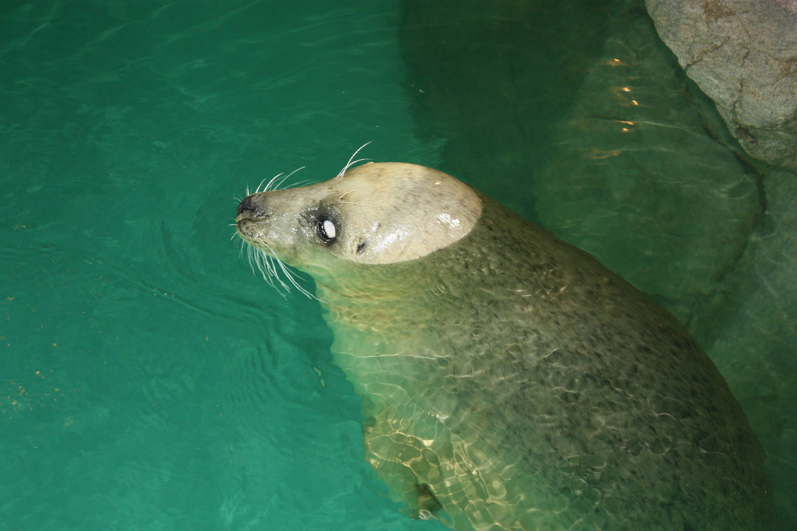 Harbor Seal