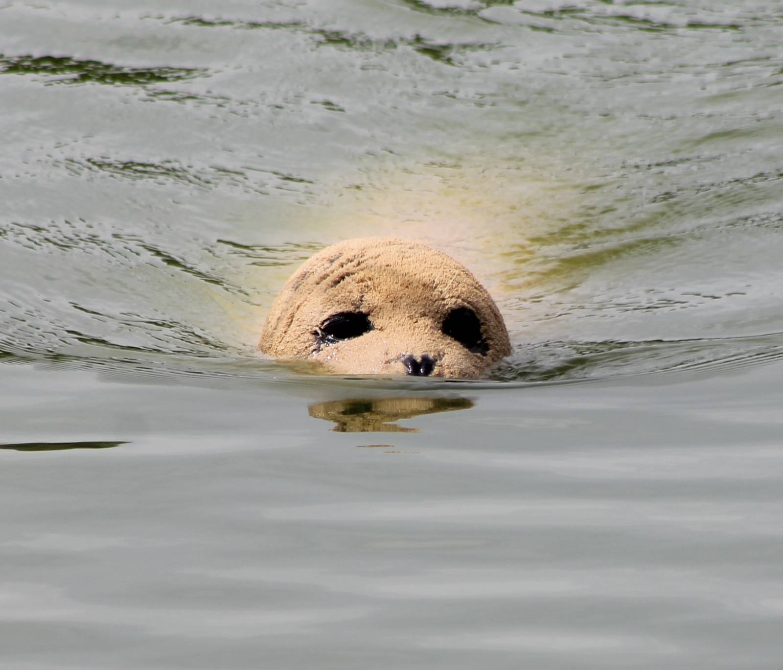 Harbor seal