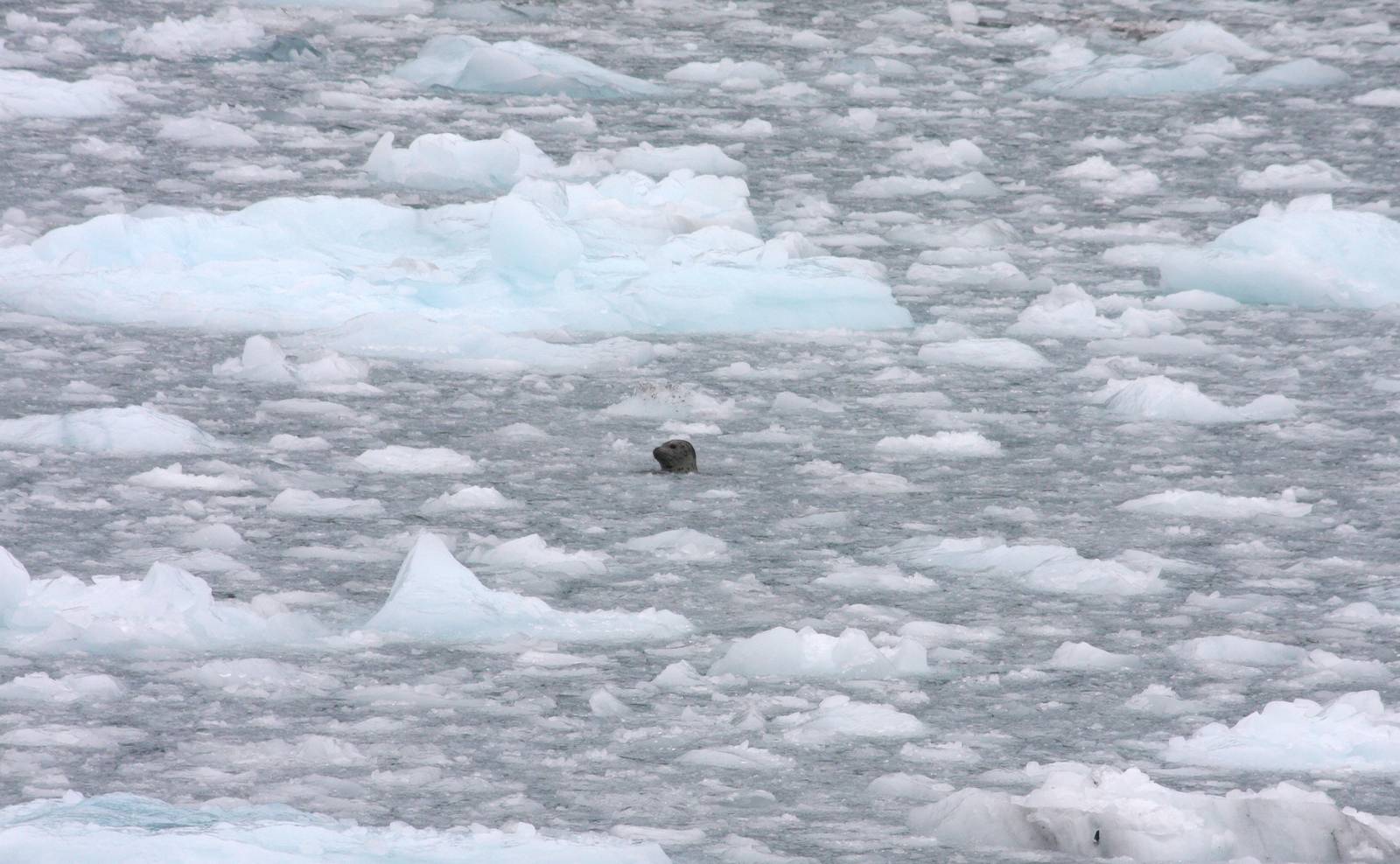 Harbor Seal