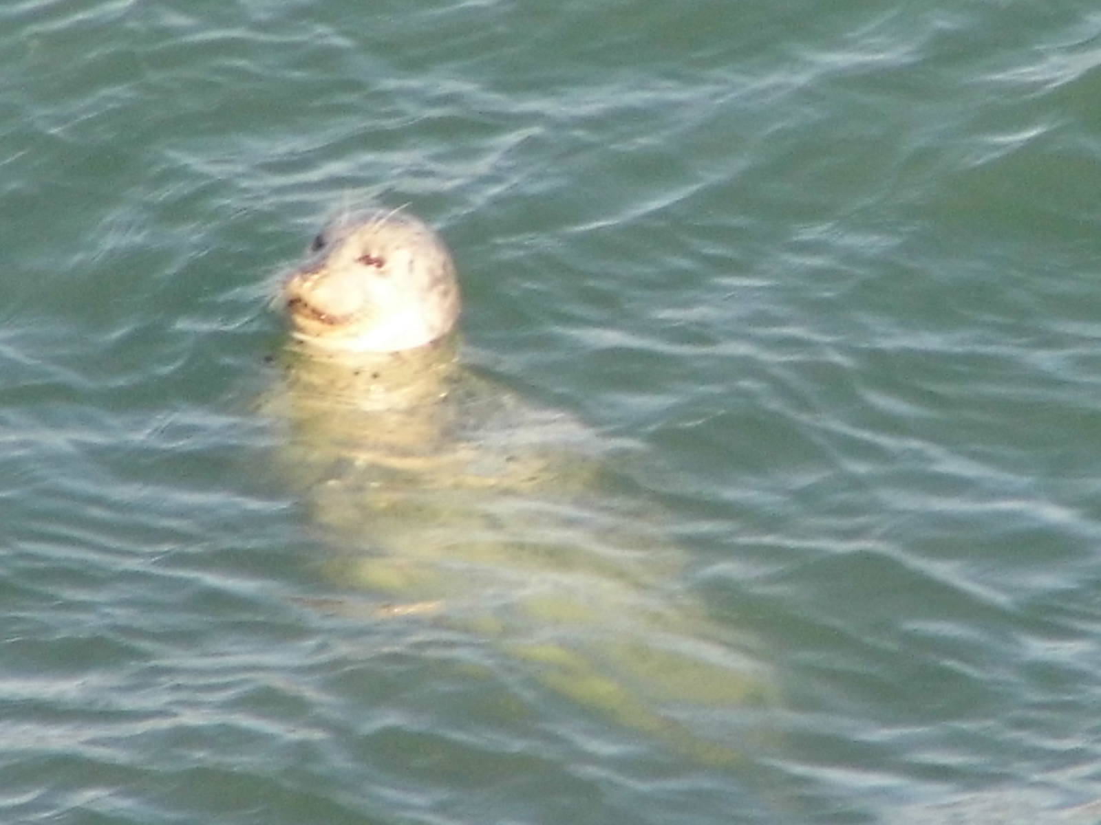 Harbor Seal