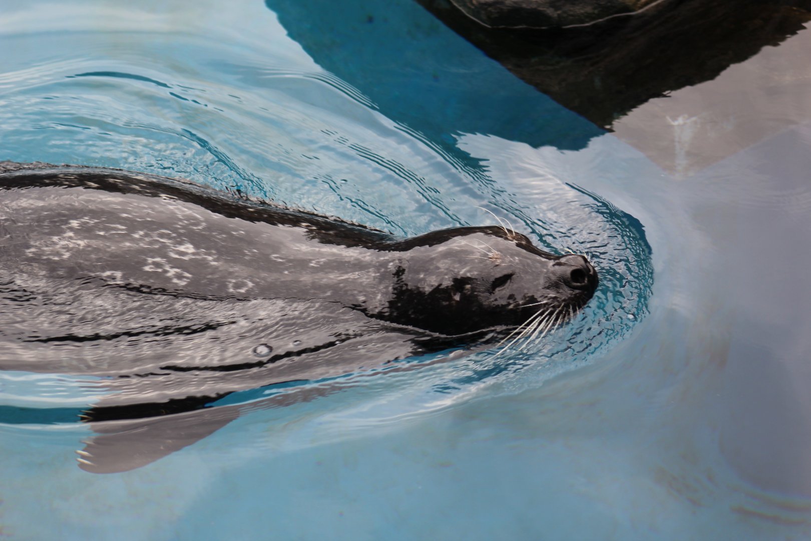 Harbor Seal