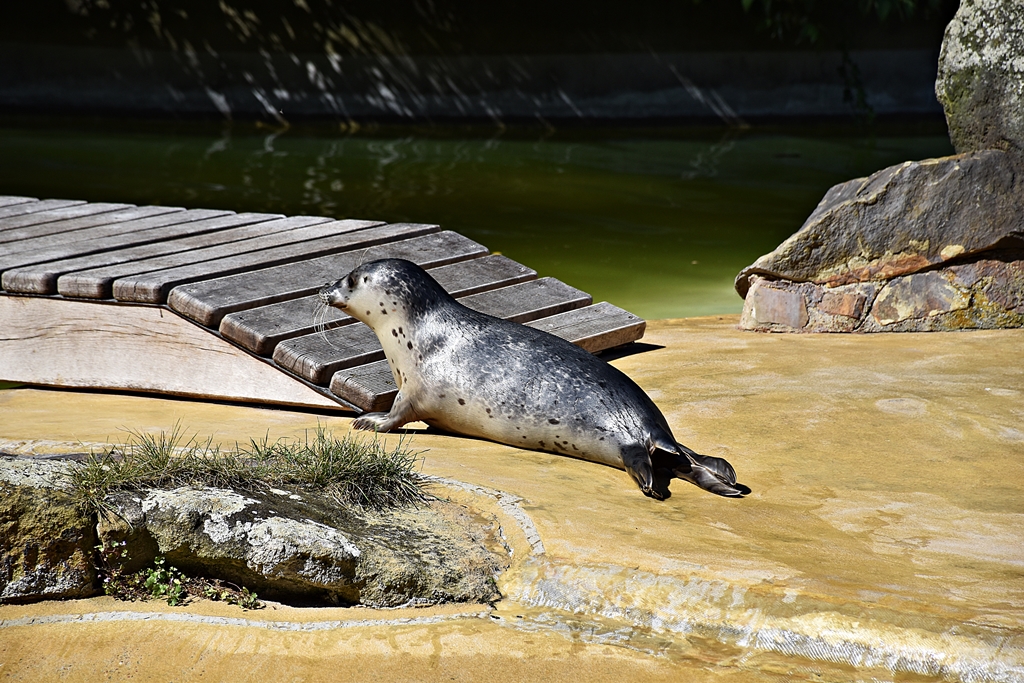 Harbor seal