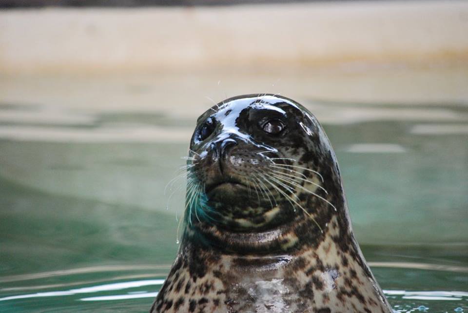 Harbor Seal