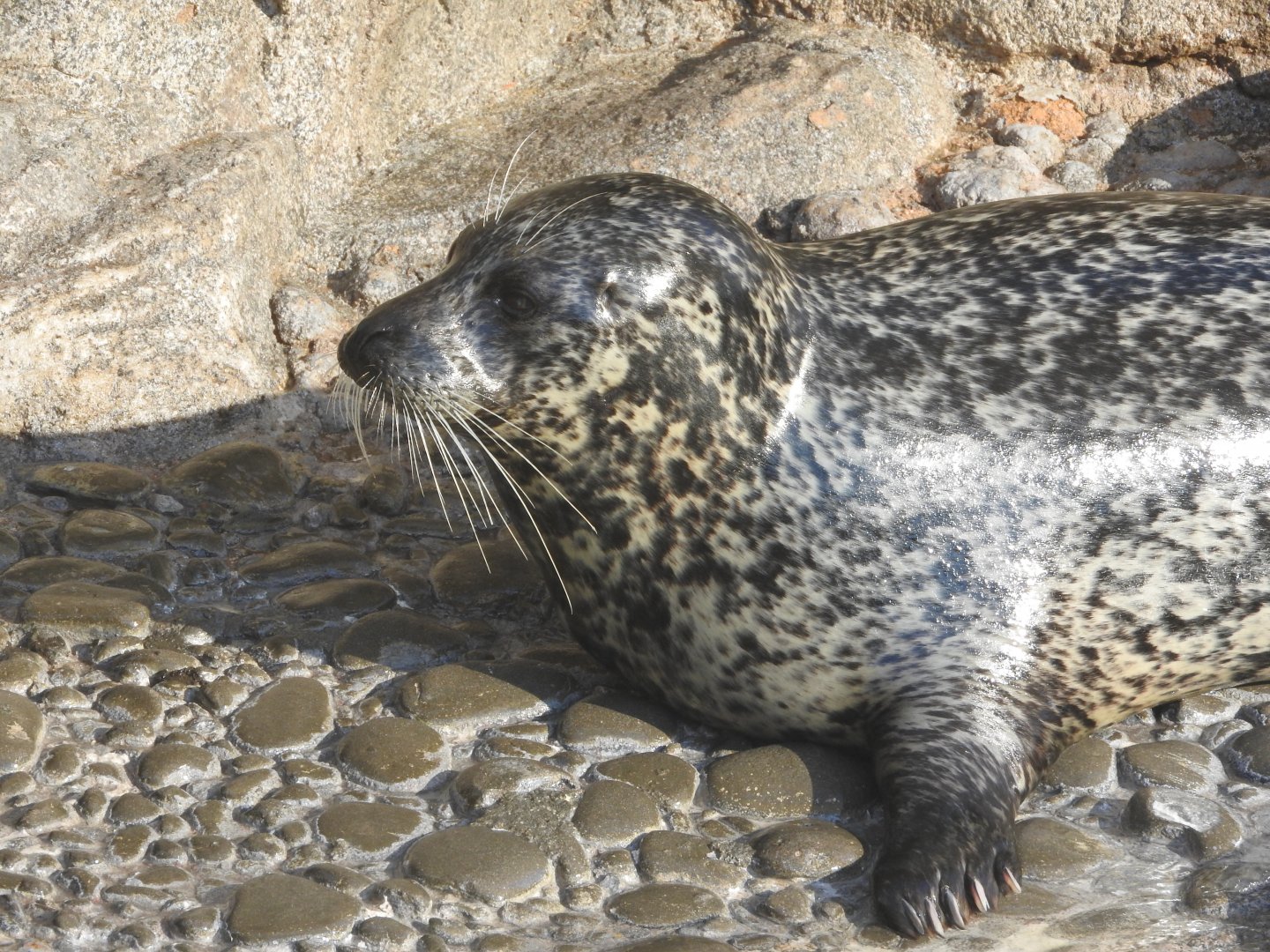 Harbor Seal