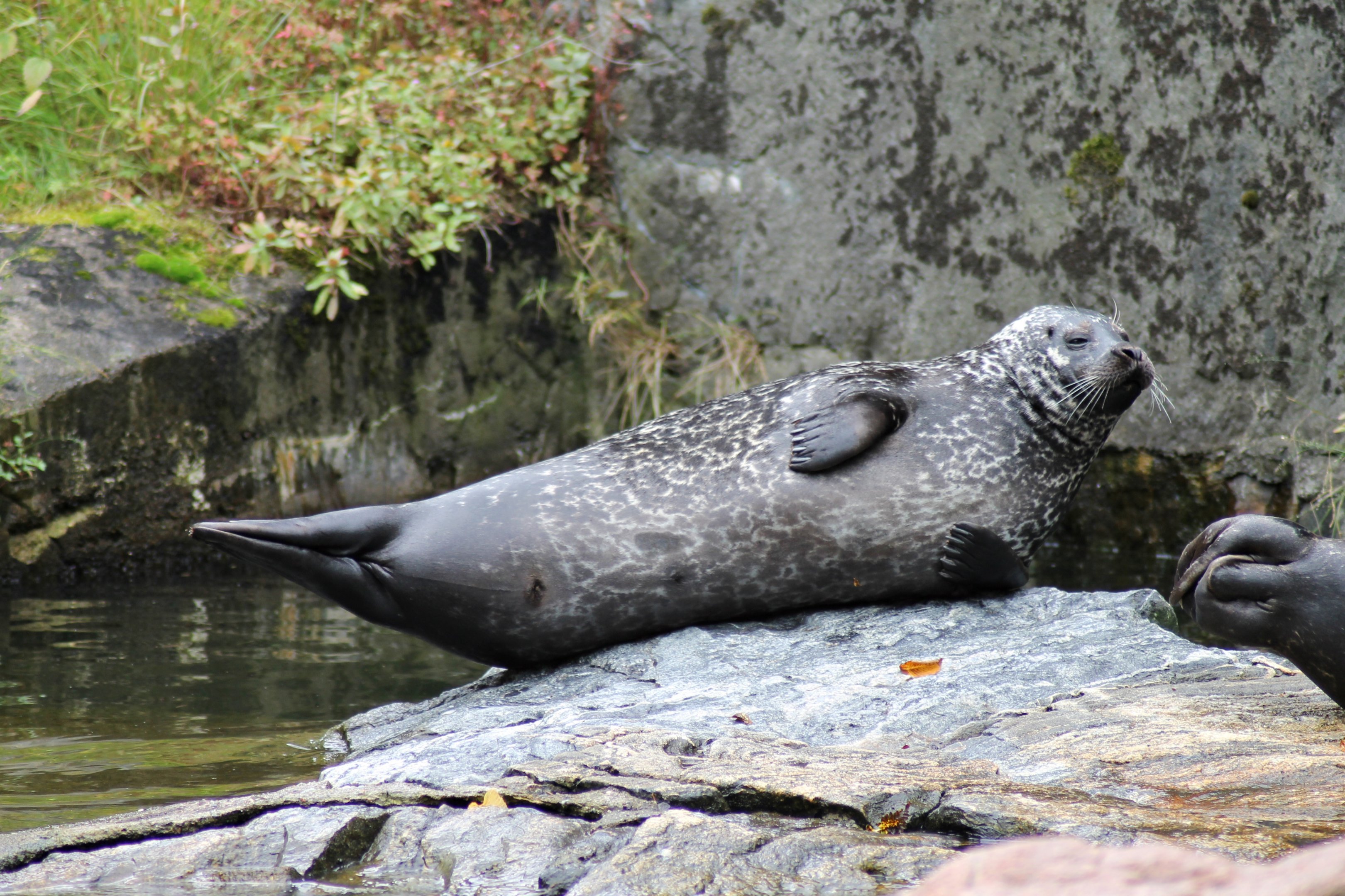 Harbor seal