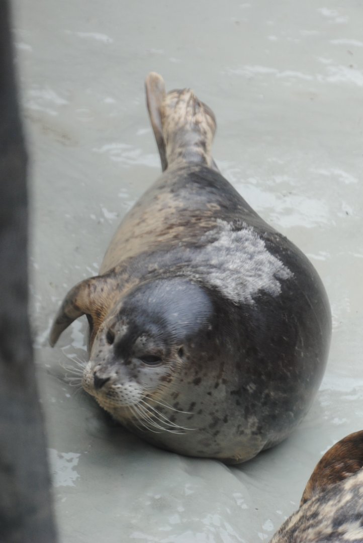 Harbor Seal