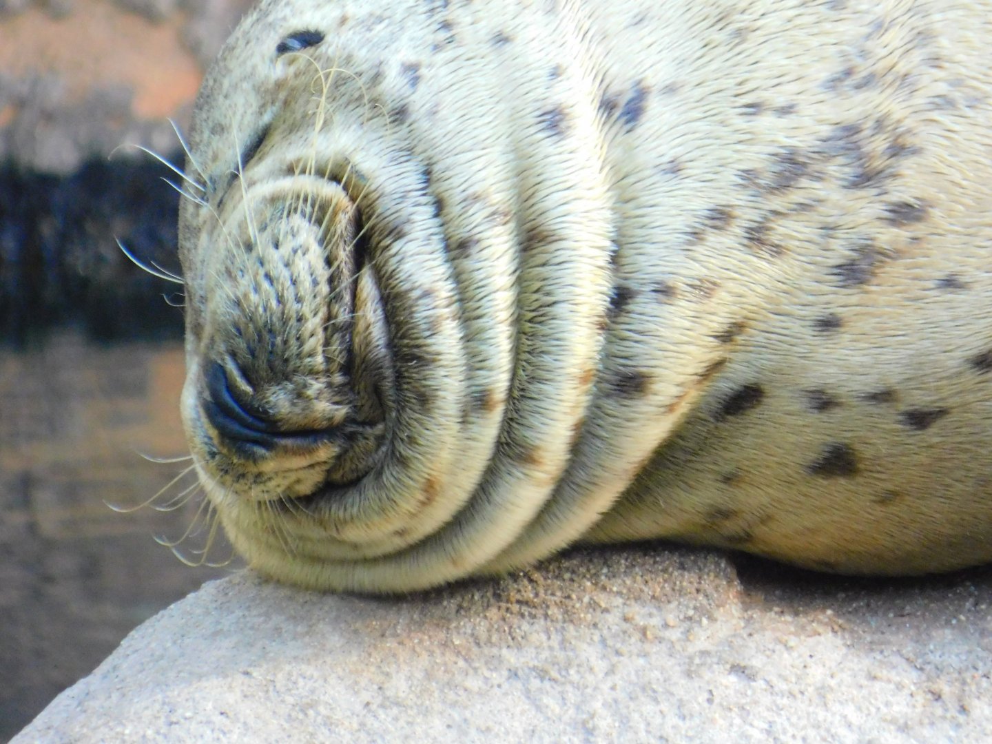 Harbor Seal
