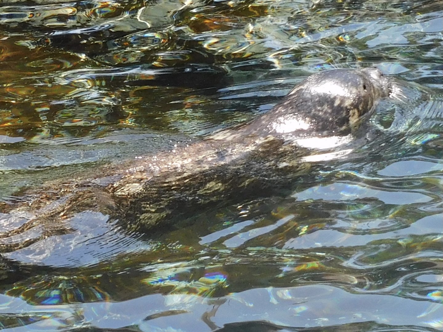 Harbor seal