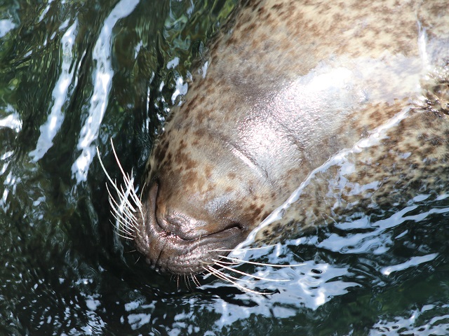 Harbor Seal