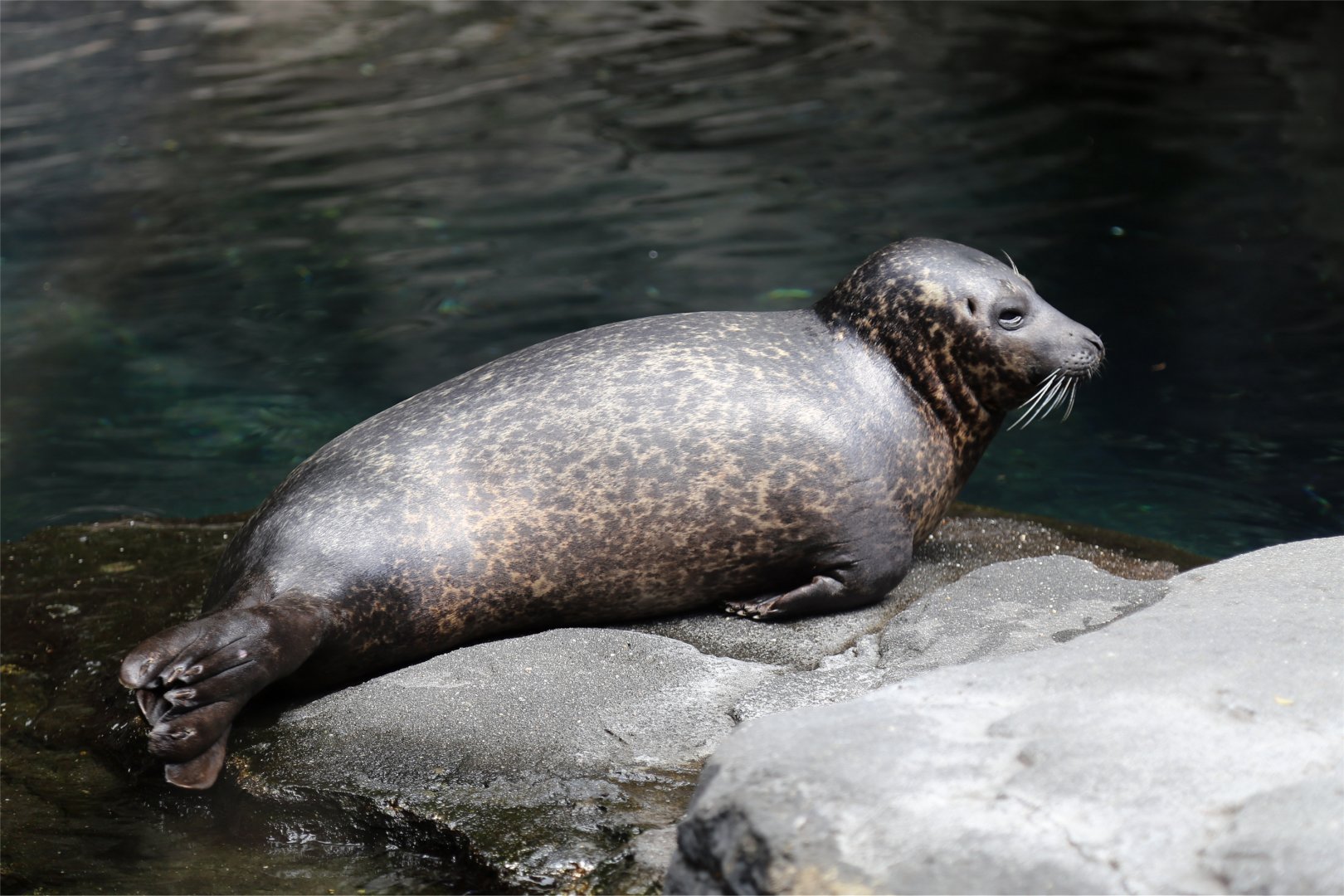 Harbor Seal