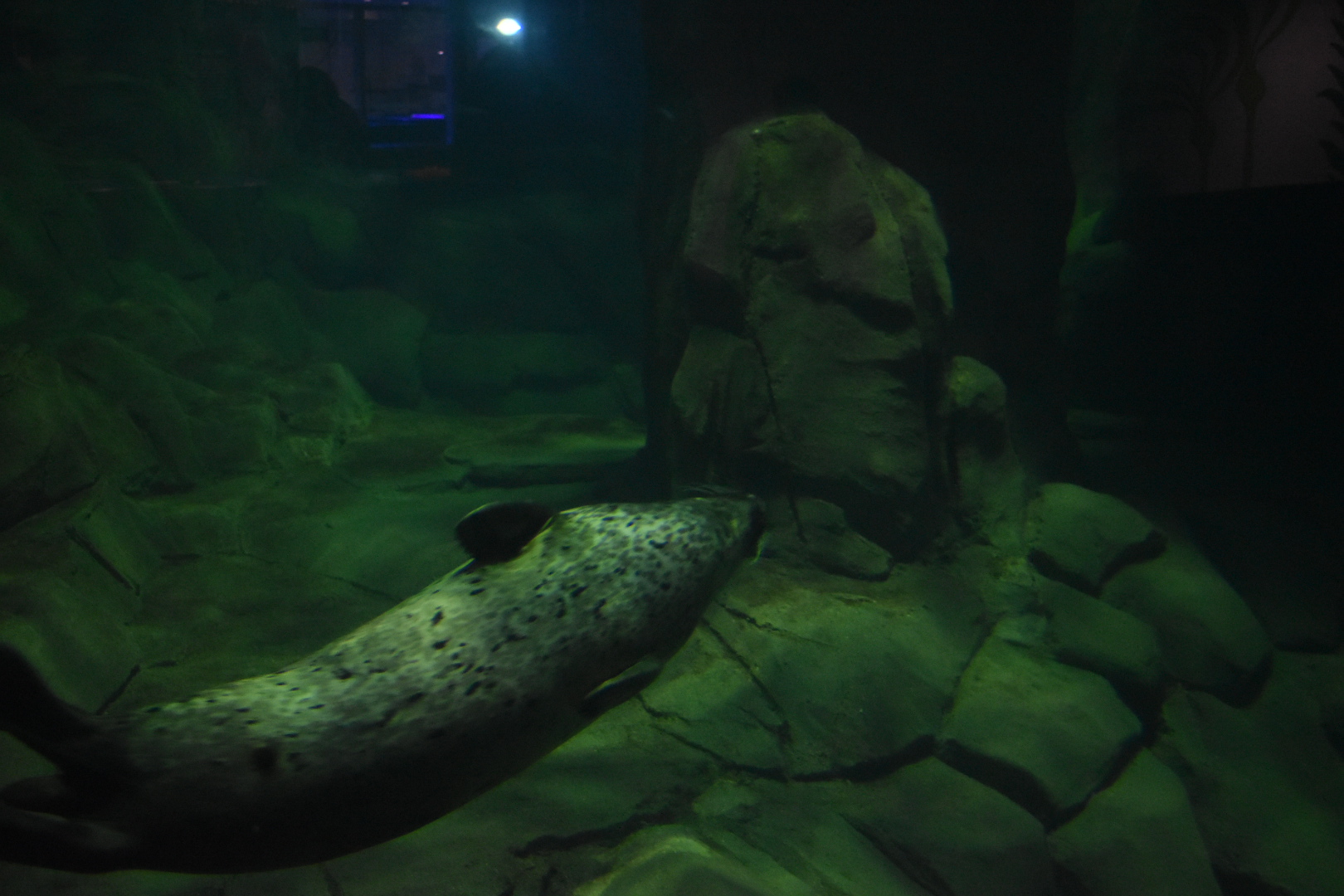 Harbor Seal