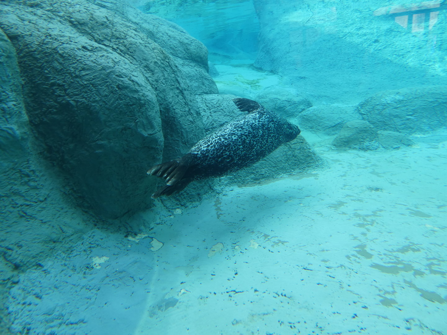 Harbor Seal