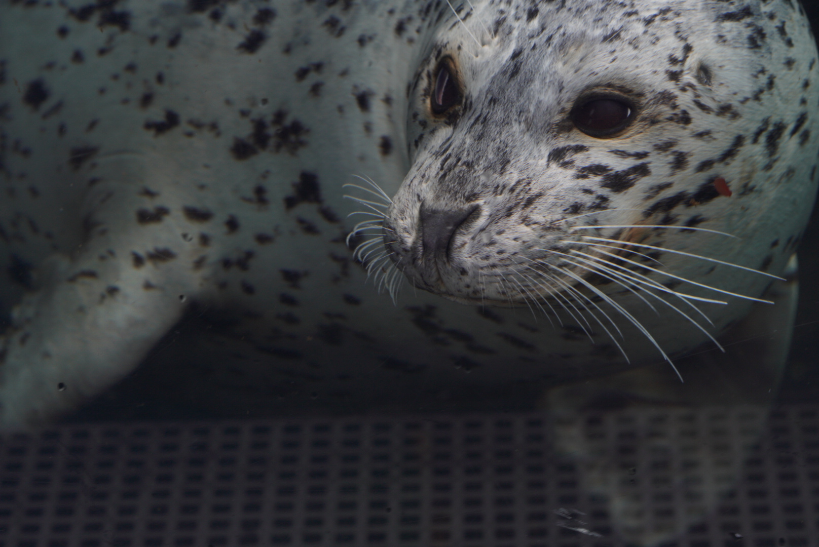 Harbor Seal