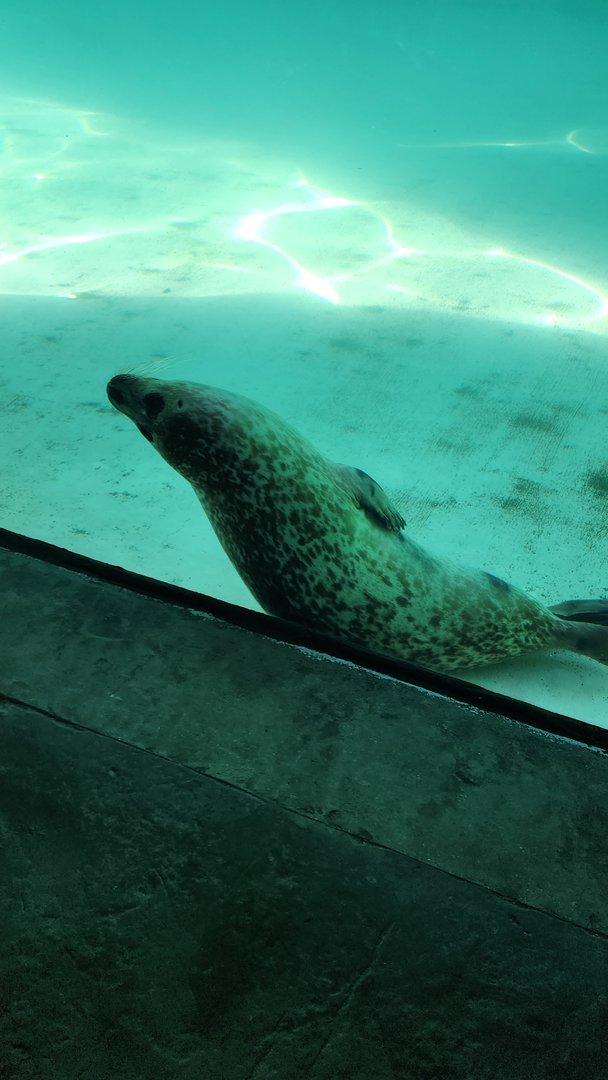 Harbor Seal