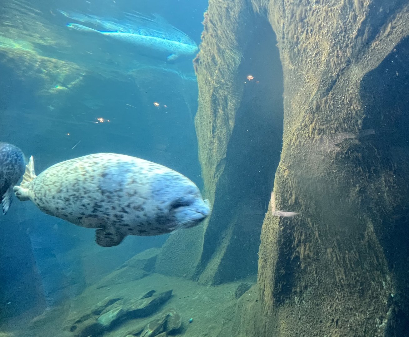 Harbor Seal