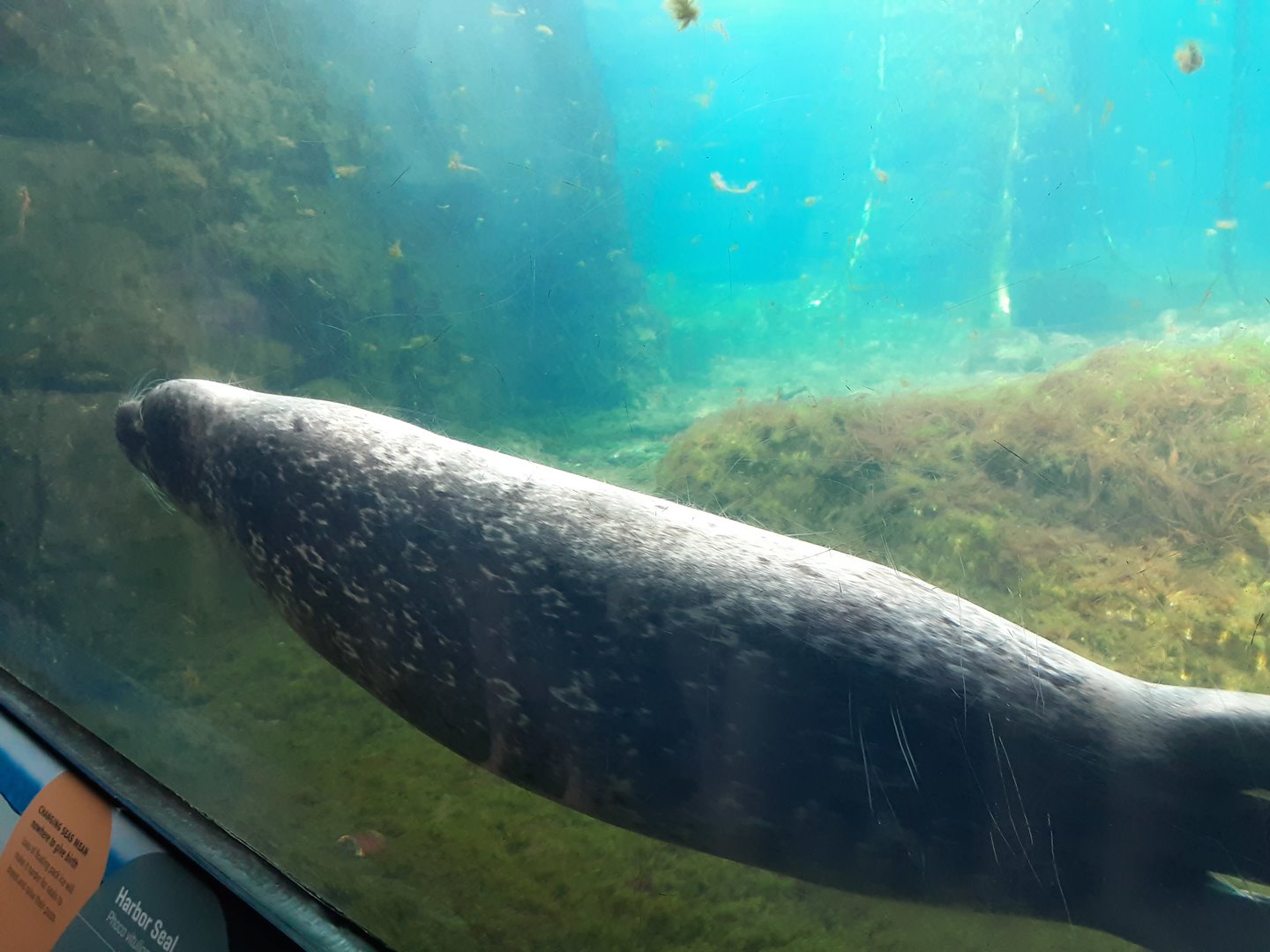 Harbor Seal