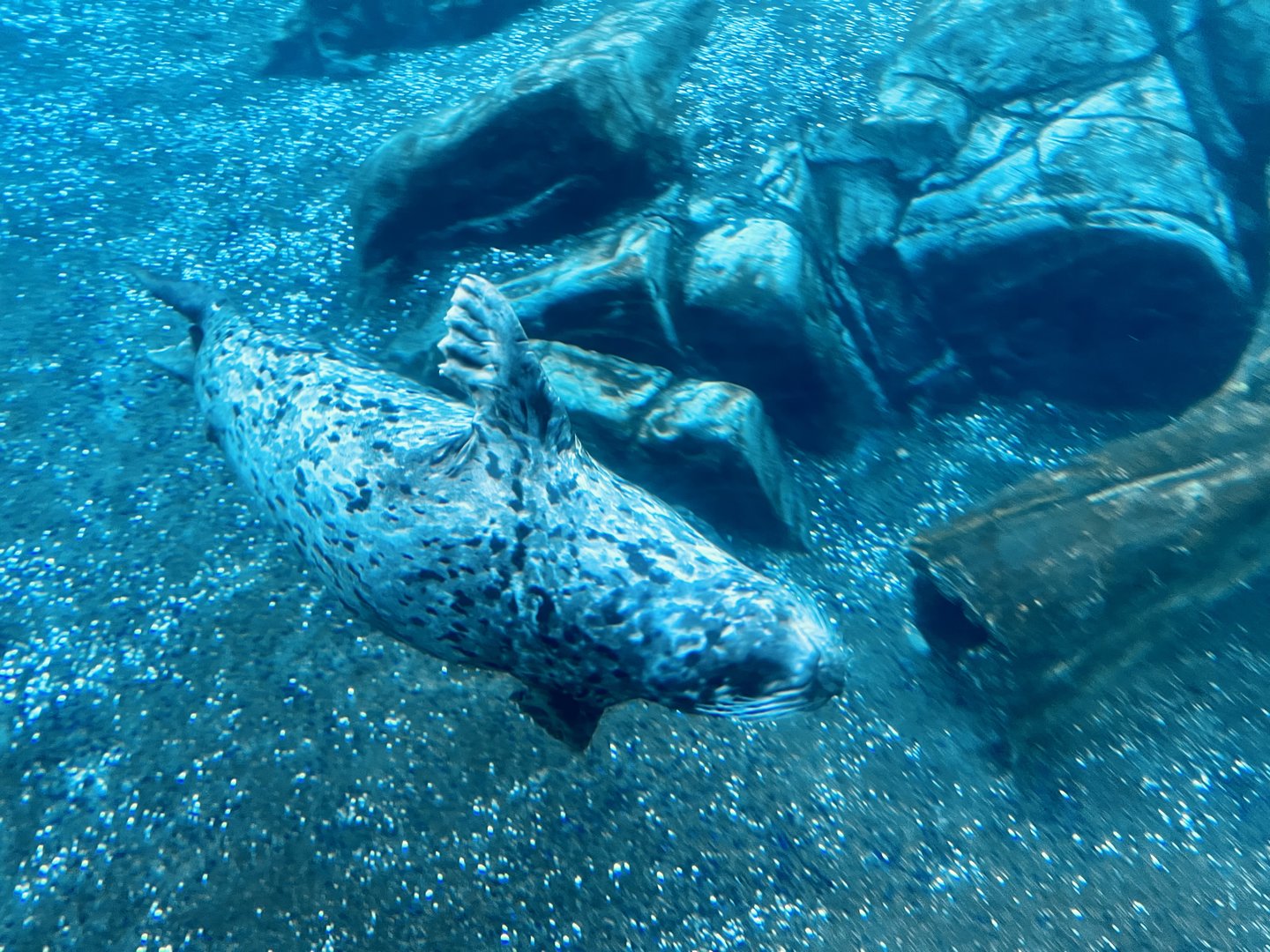 Harbor Seal