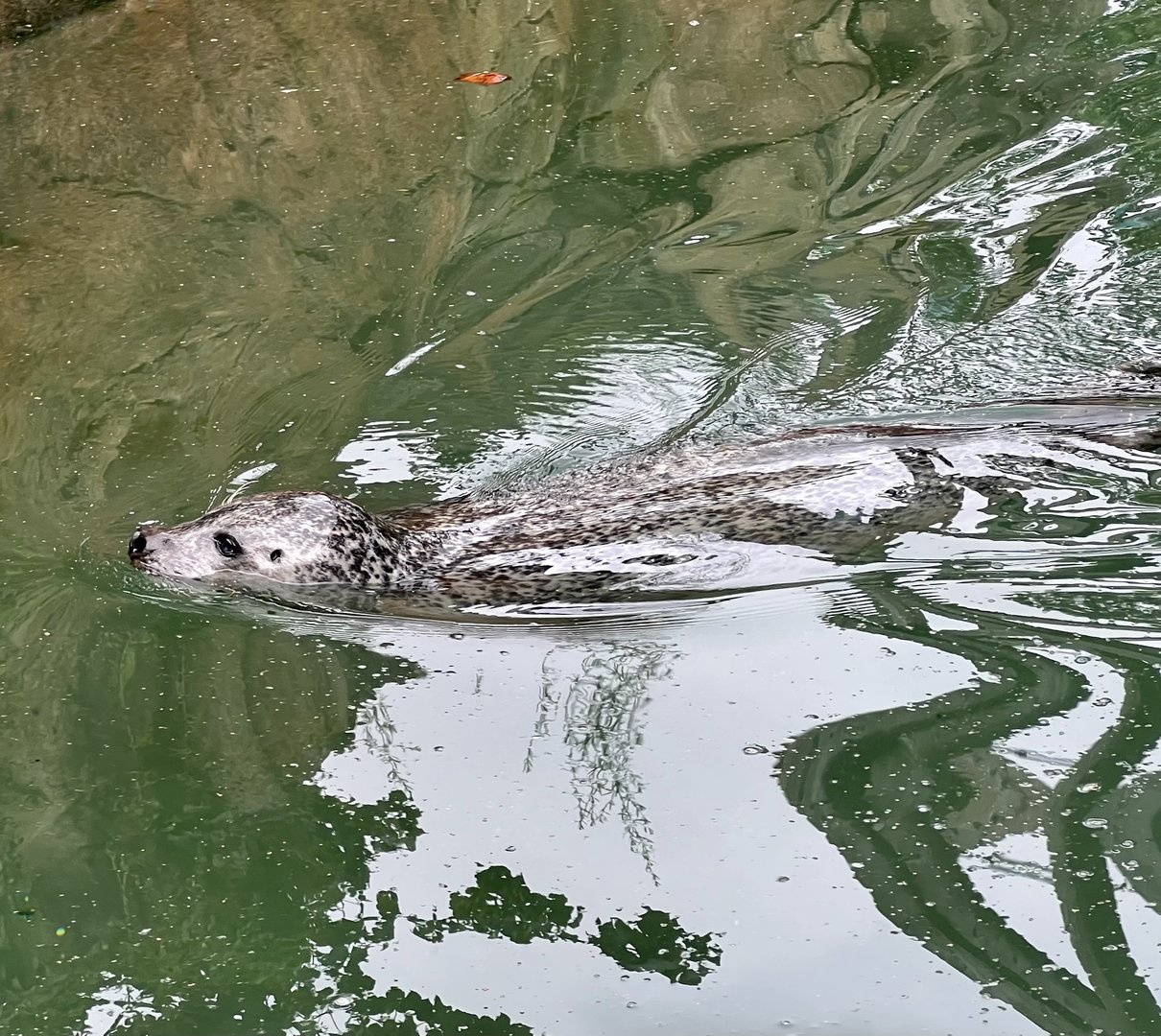 Harbor Seal