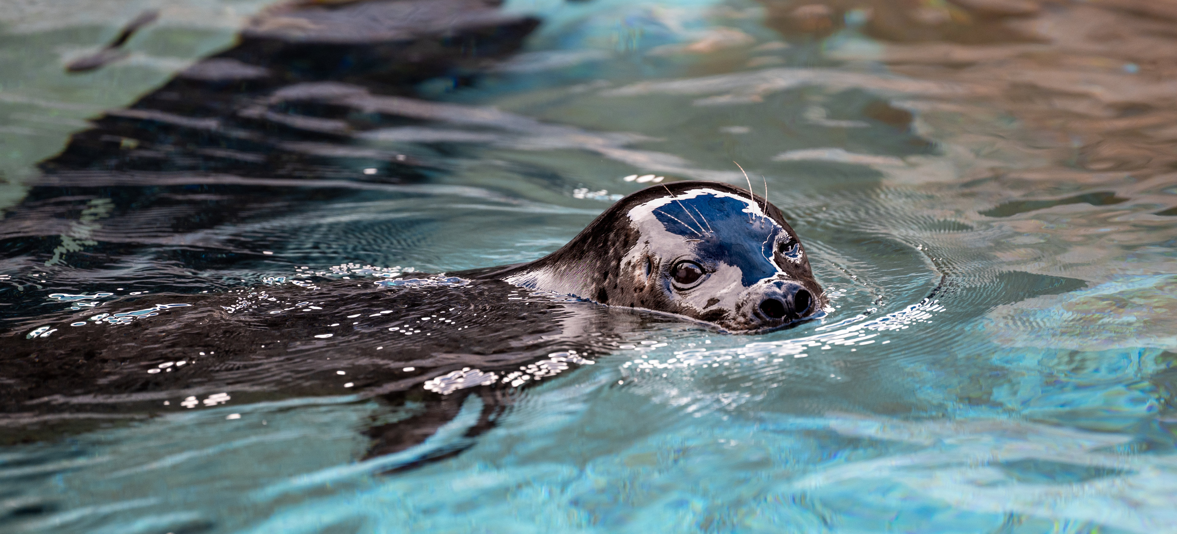 Harbor Seal
