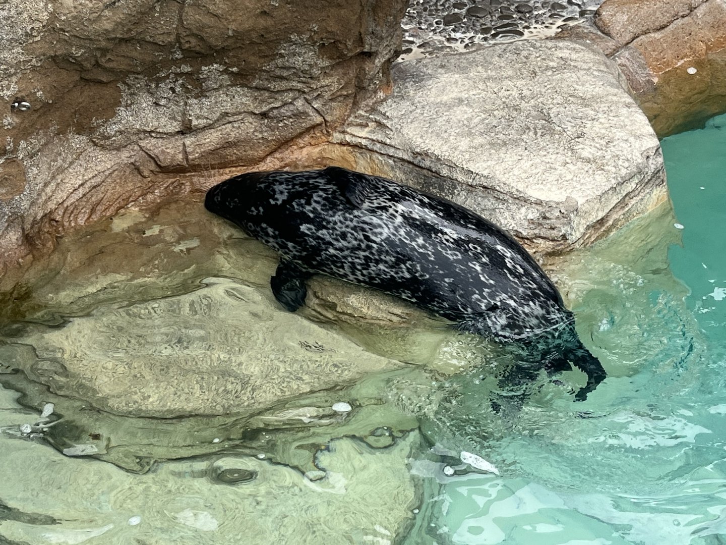 Harbor Seal