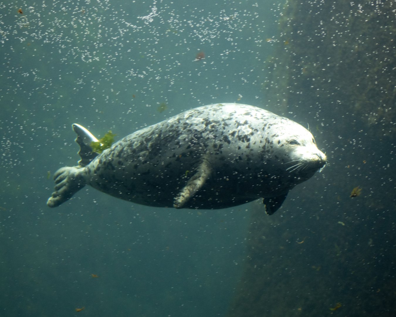 Harbor Seal