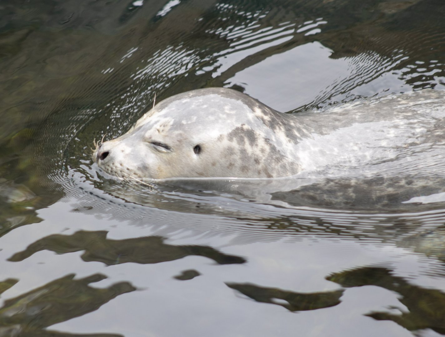 Harbor Seal