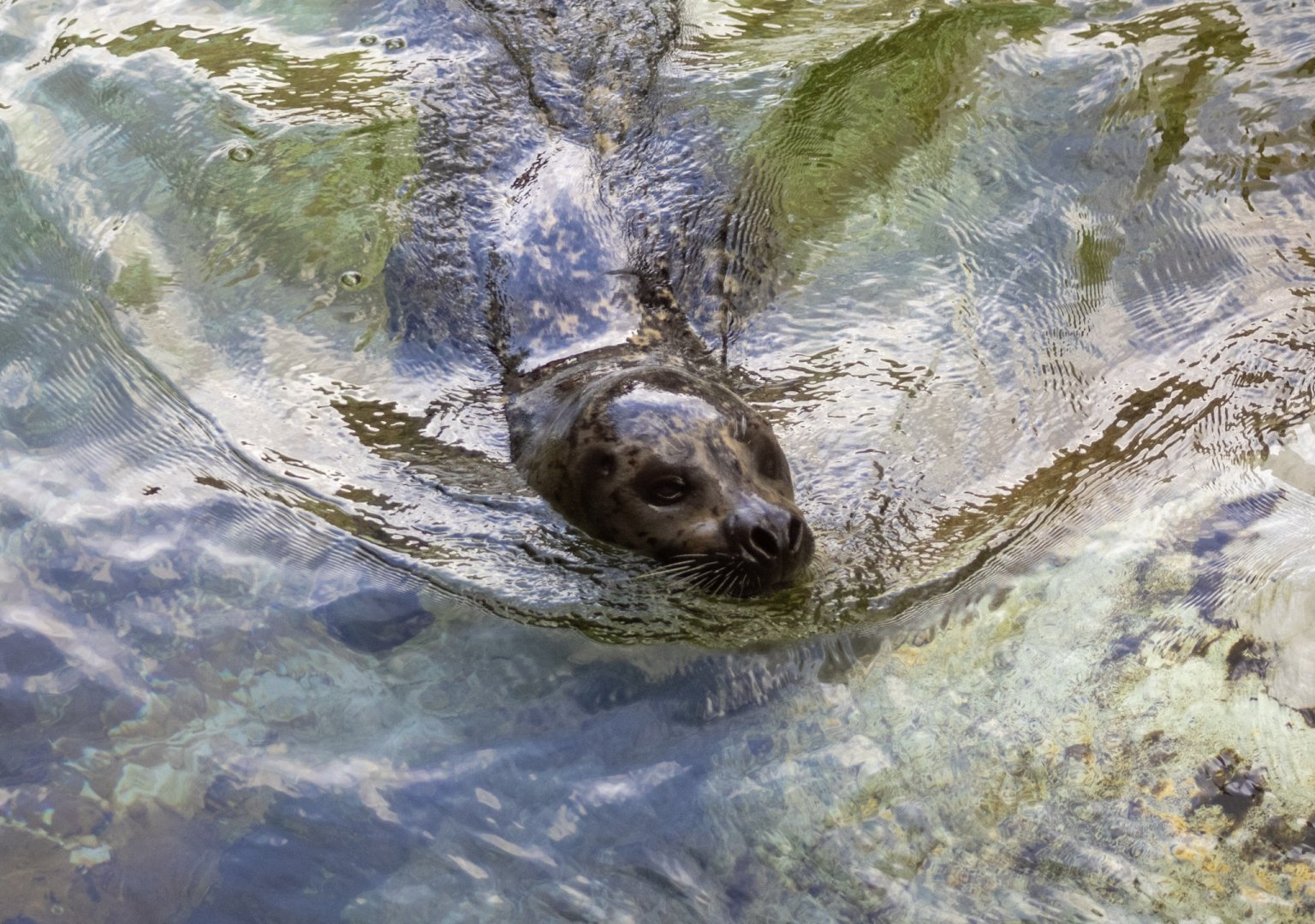 Harbor Seal