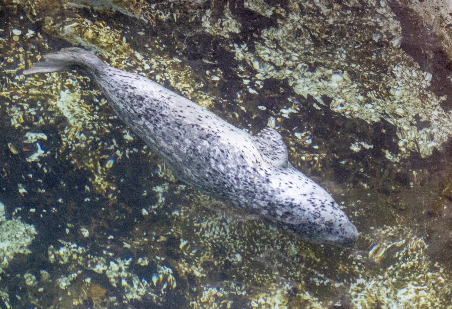 Harbor Seal