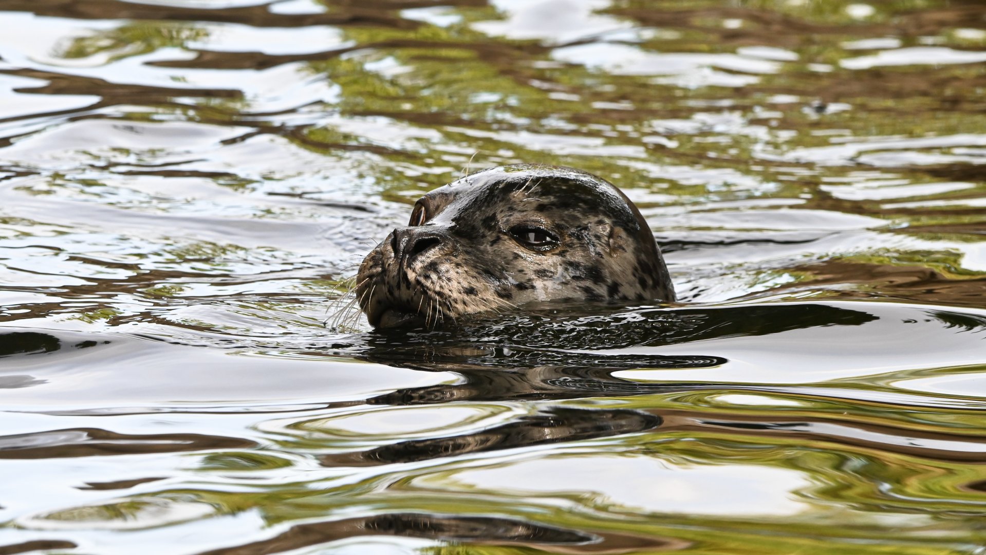 Harbor seal