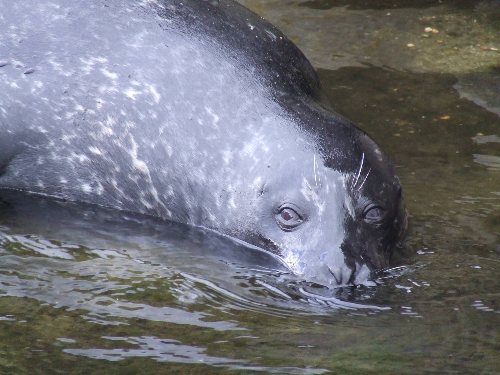 Harbor Seal