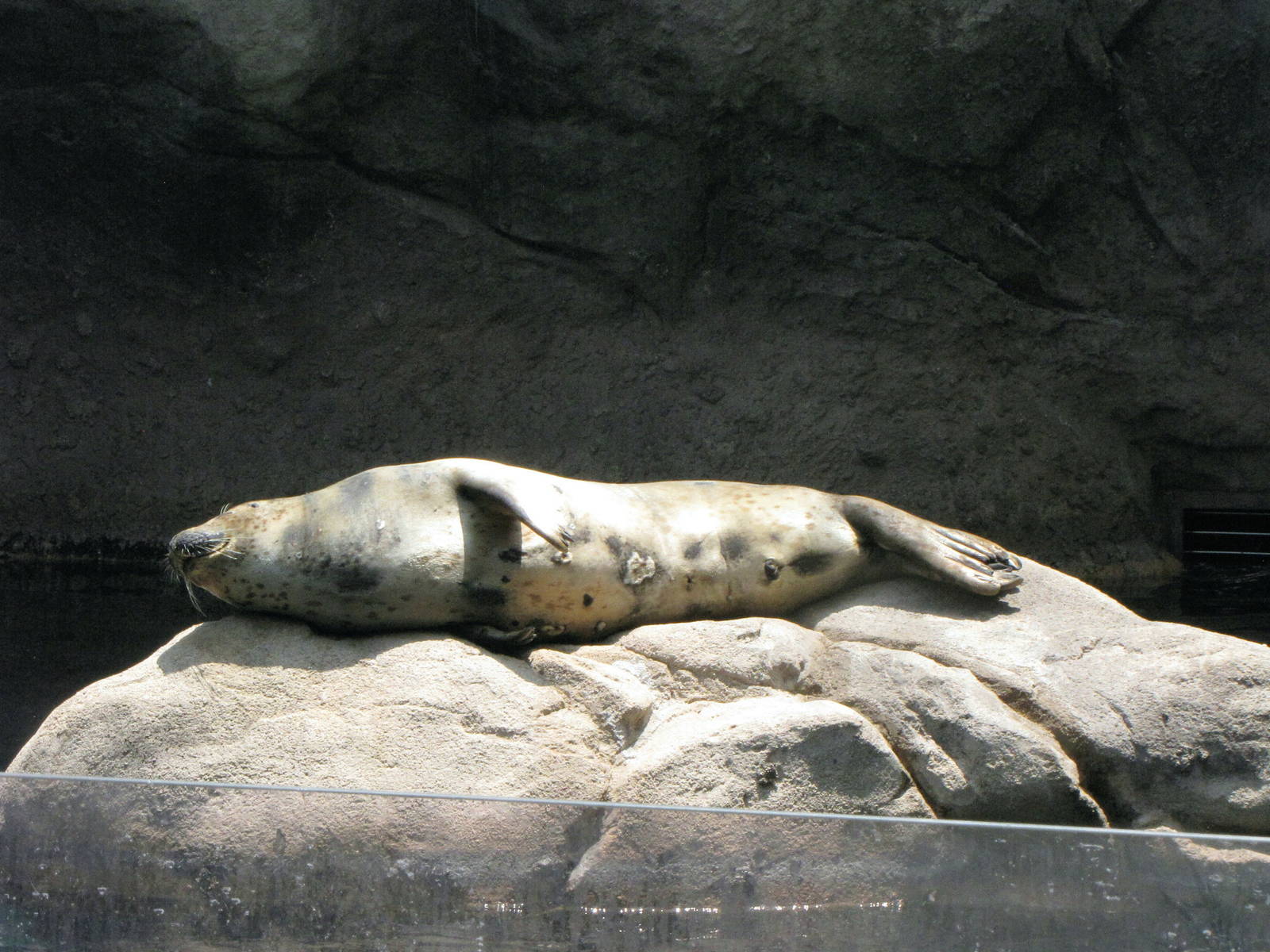 Harbor Seal