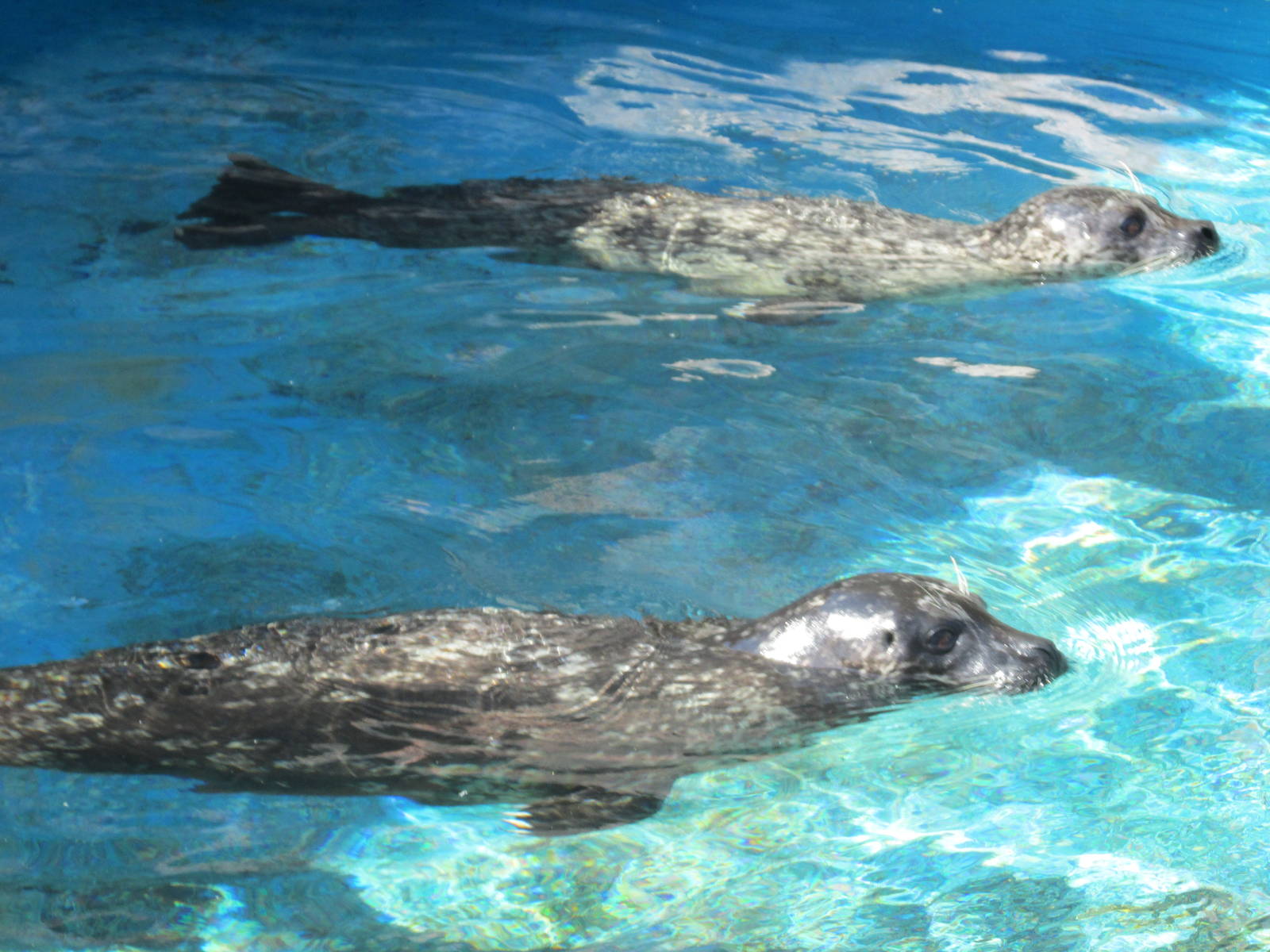 harbor seals acuario nacional