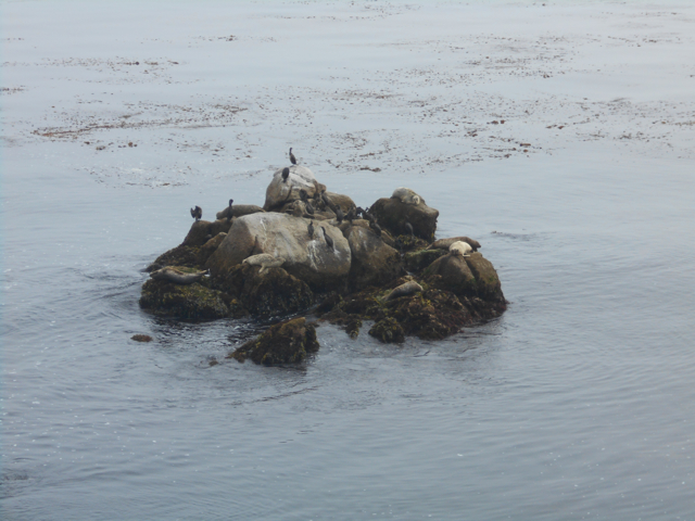 Harbor seals and cormorants