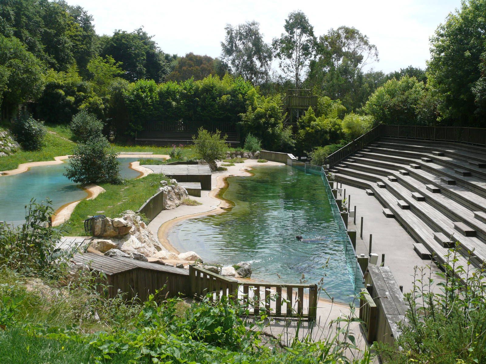 Harbor seals exhibit and aquatic birds show area
