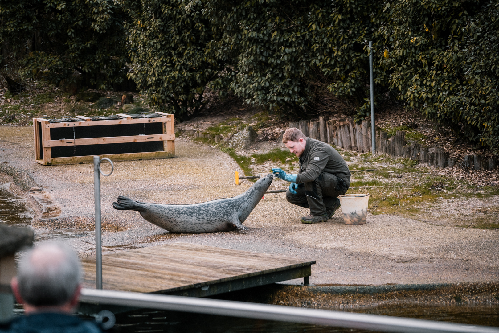 Harbor Seals Training