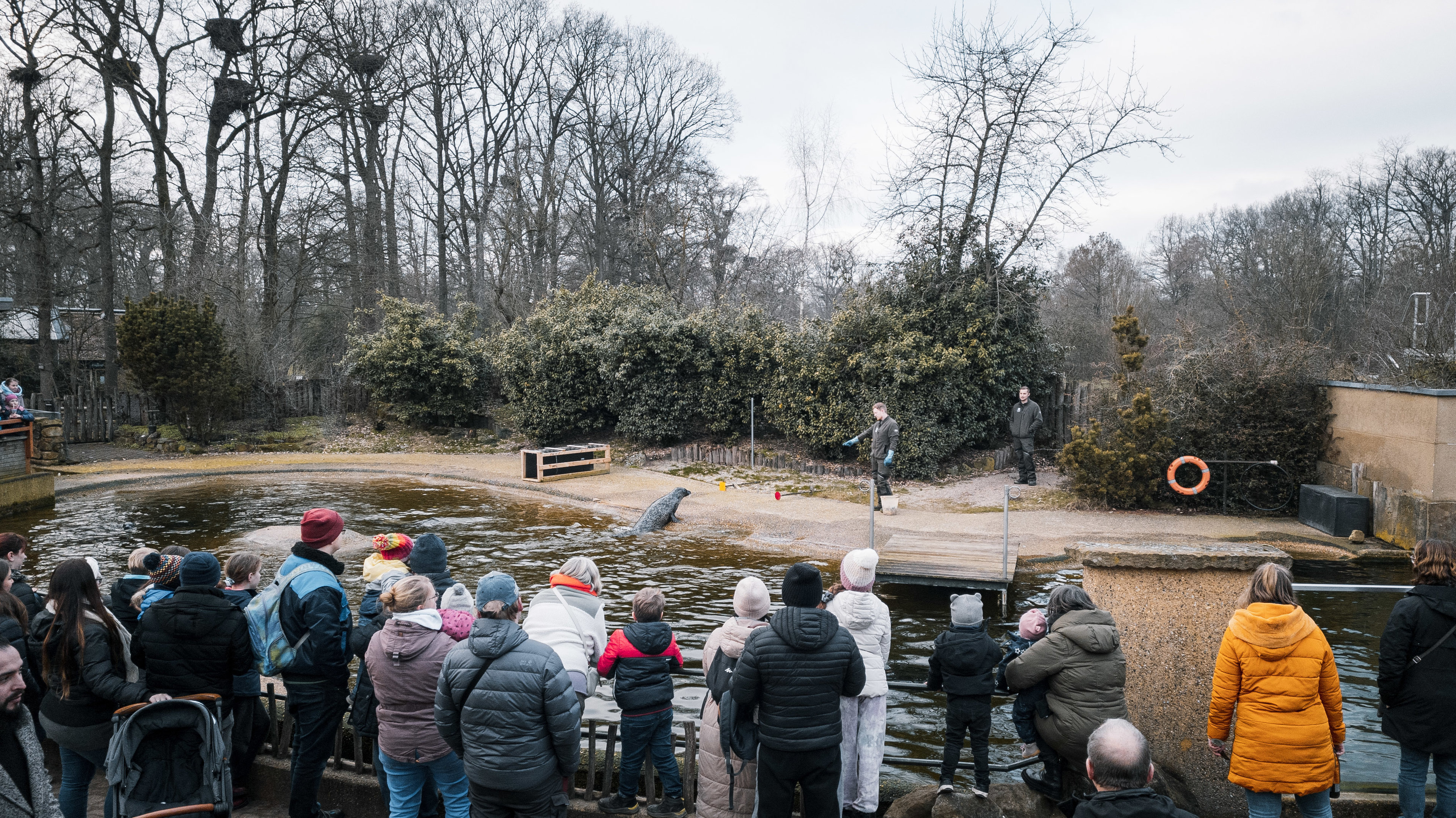 Harbor Seals Training
