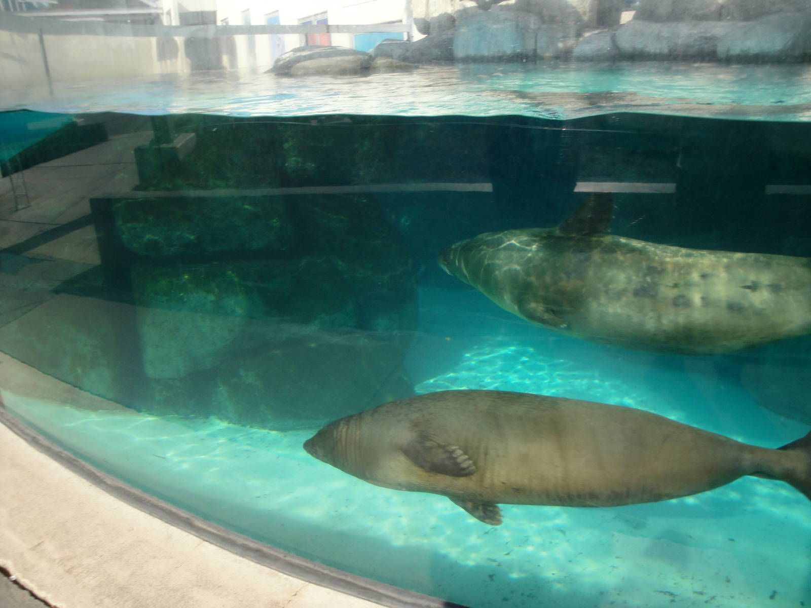 Harbor Seals