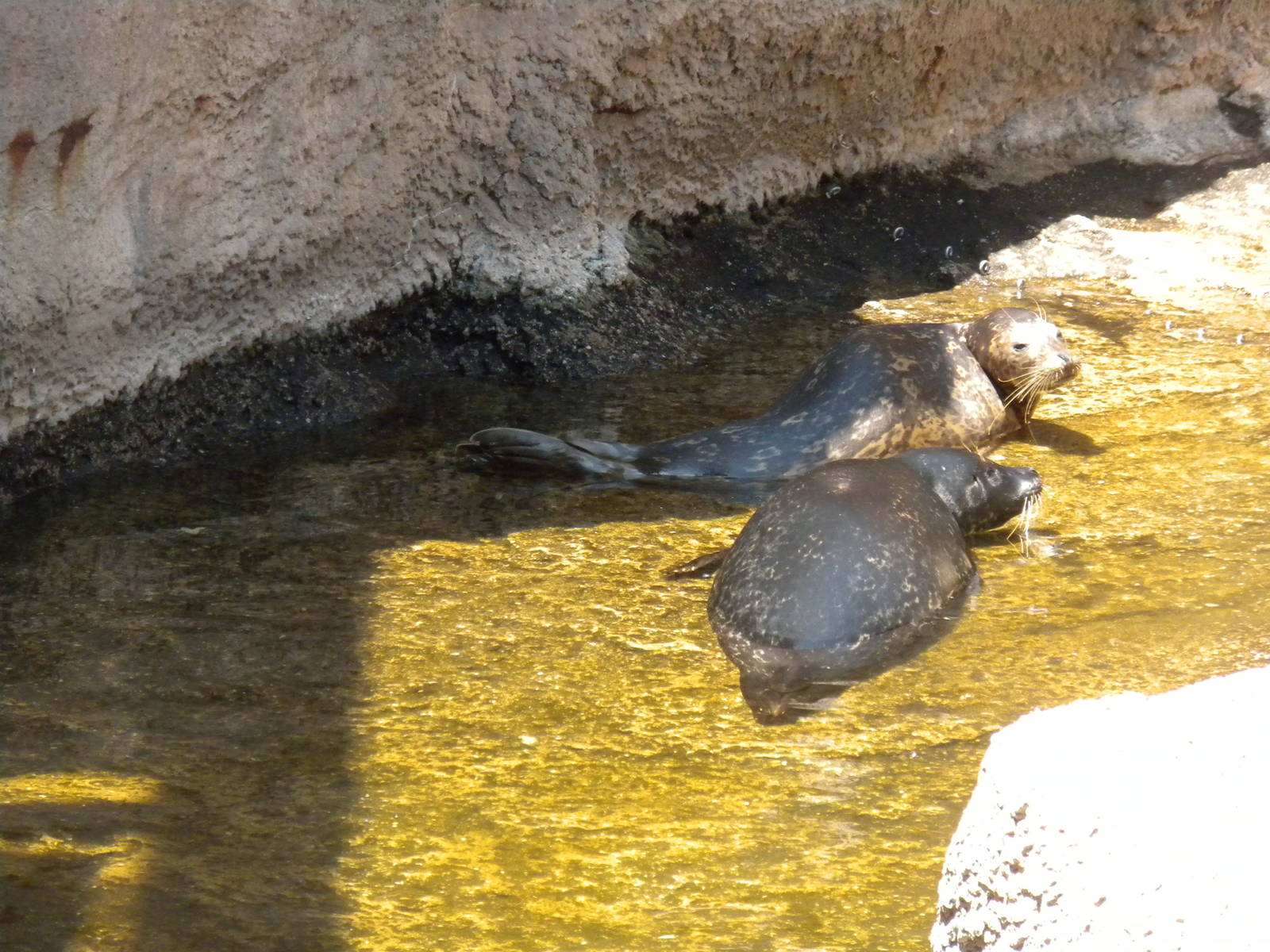 Harbor Seals
